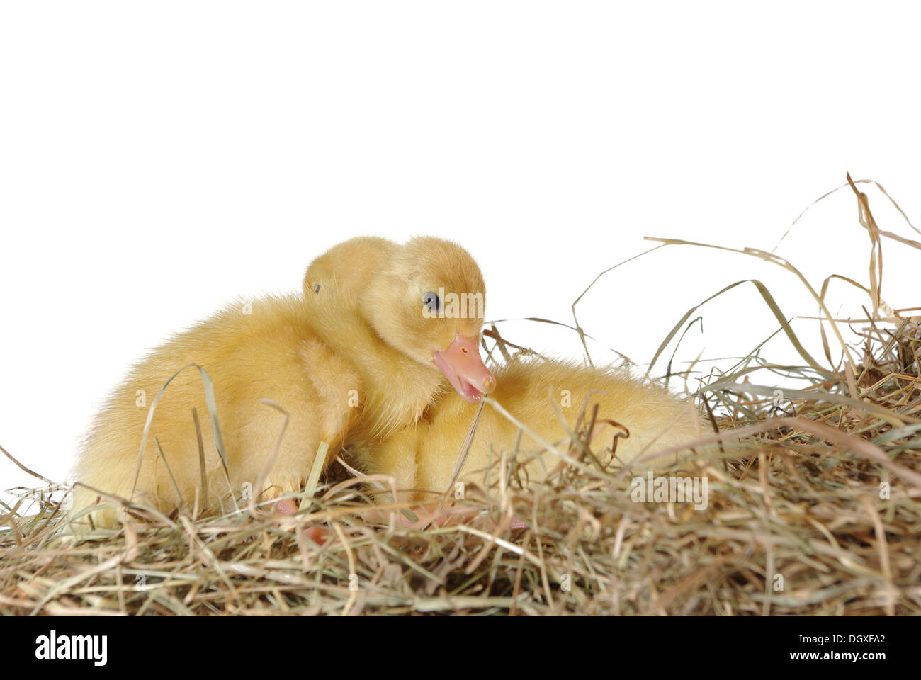 zwei Küken im Nest auf weißem Hintergrund Stockfoto