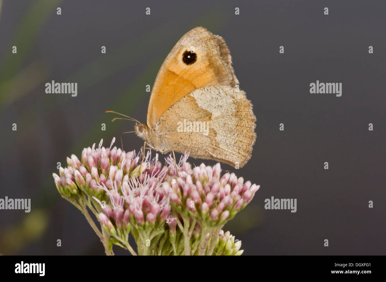 Weibliche Wiese braun, Maniola Jurtina, Fütterung auf Hanf Agrimony Blumen. Stockfoto