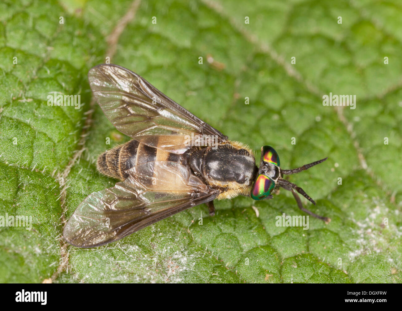 Eine weibliche Pferdebremse, Square-Spot Deerfly, Chrysops Viduatus; ungewöhnlich, UK-Arten. Stockfoto