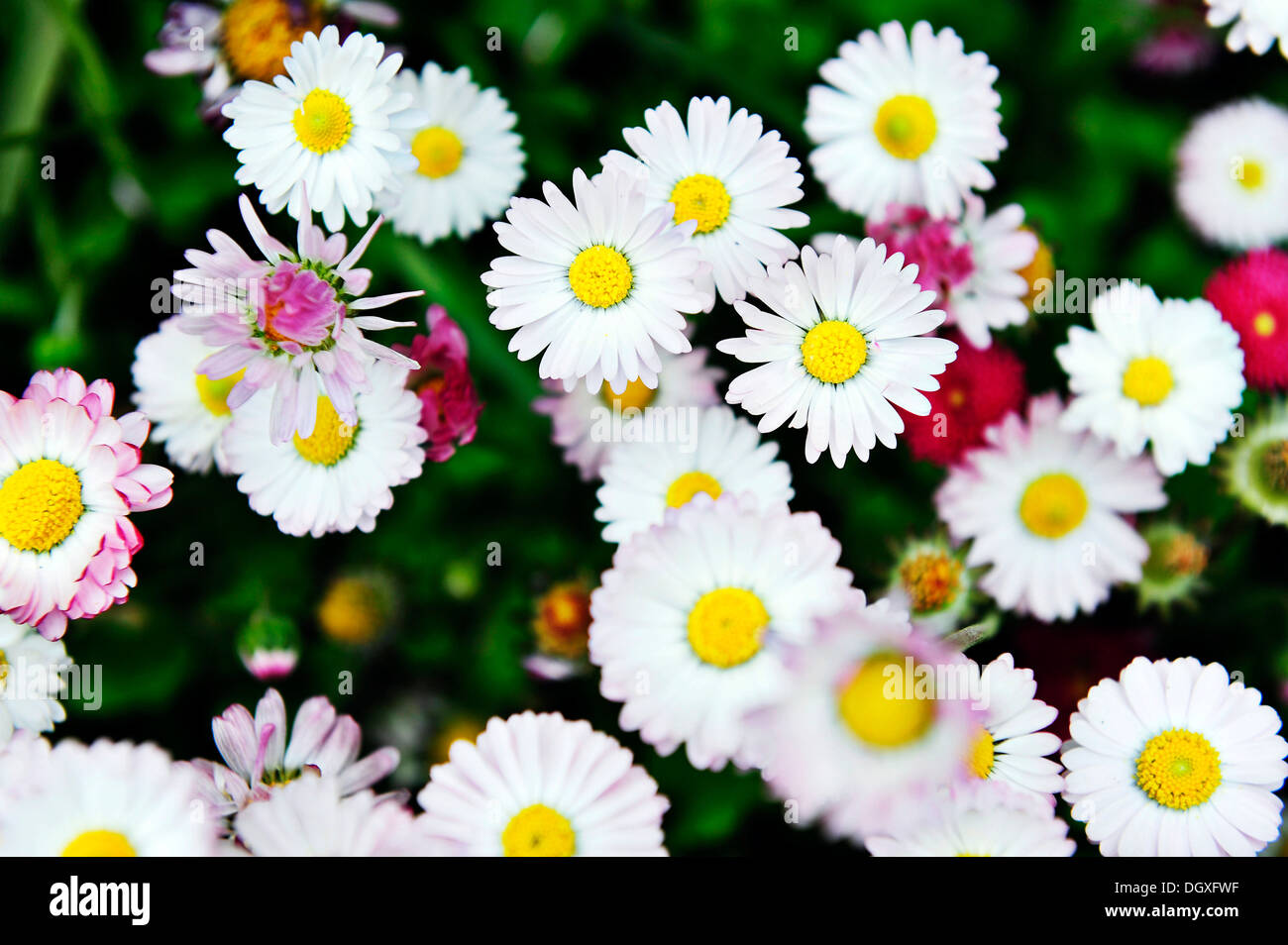 Gänseblümchen (Bellis Perennis) auf einer Blumenwiese Stockfoto