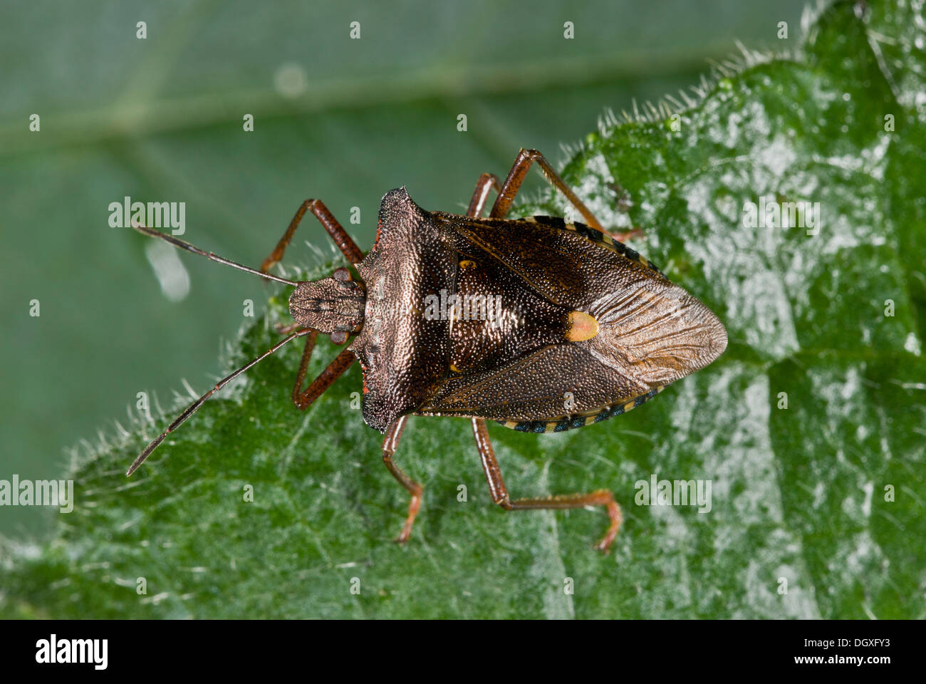 Wald-Bug, Pentatoma Art auf Erle Baum. Einen gemeinsamen Wald Shieldbug. Stockfoto