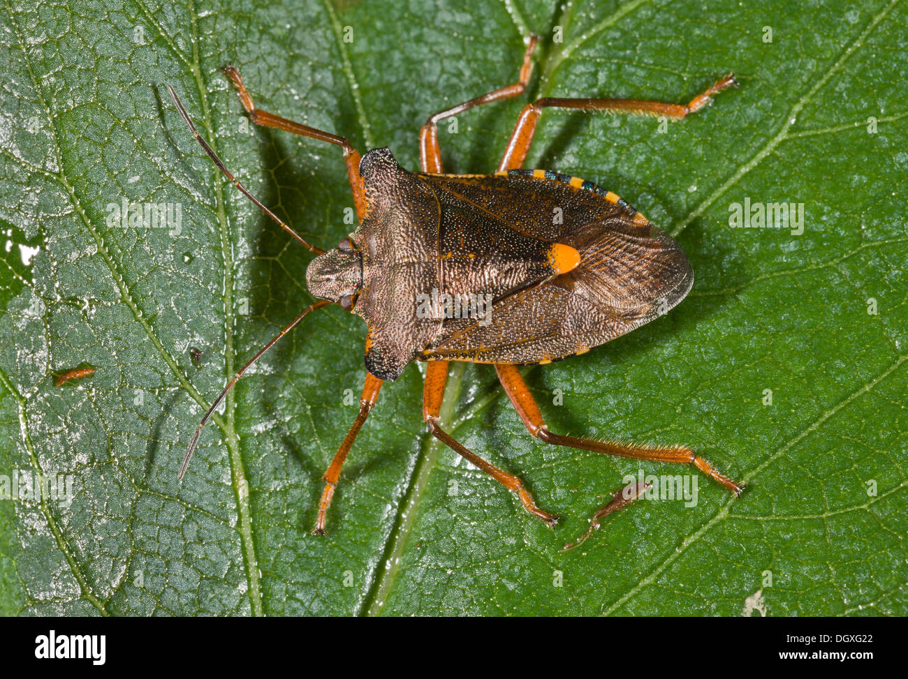 Wald-Bug, Pentatoma Art auf Erle Baum. Einen gemeinsamen Wald Shieldbug. Stockfoto