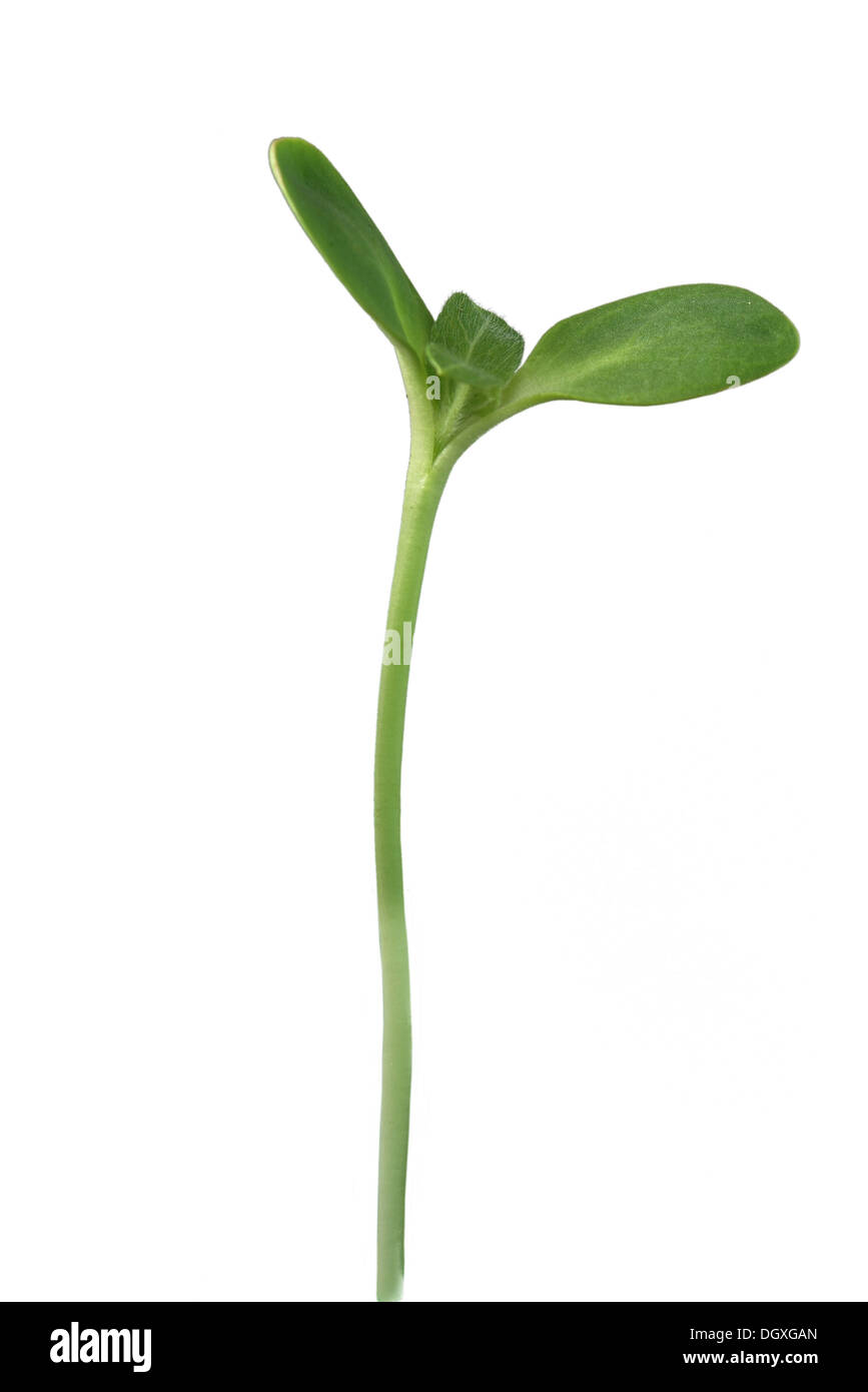 wachsenden Sonnenblumen auf weißem Hintergrund Stockfoto