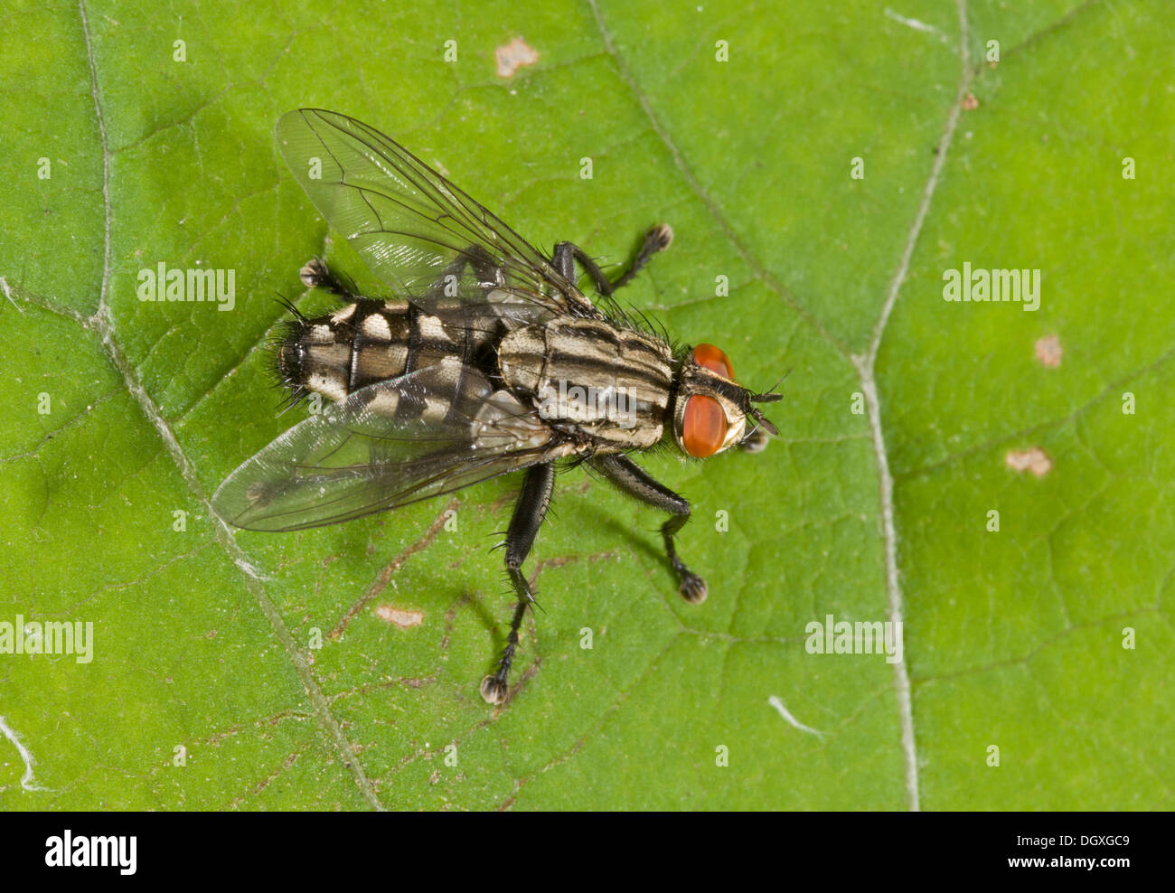 Fleisch-Fly, Sarcophaga Carnaria; Weibchen legen live Larven in AAS statt Eiern. Stockfoto