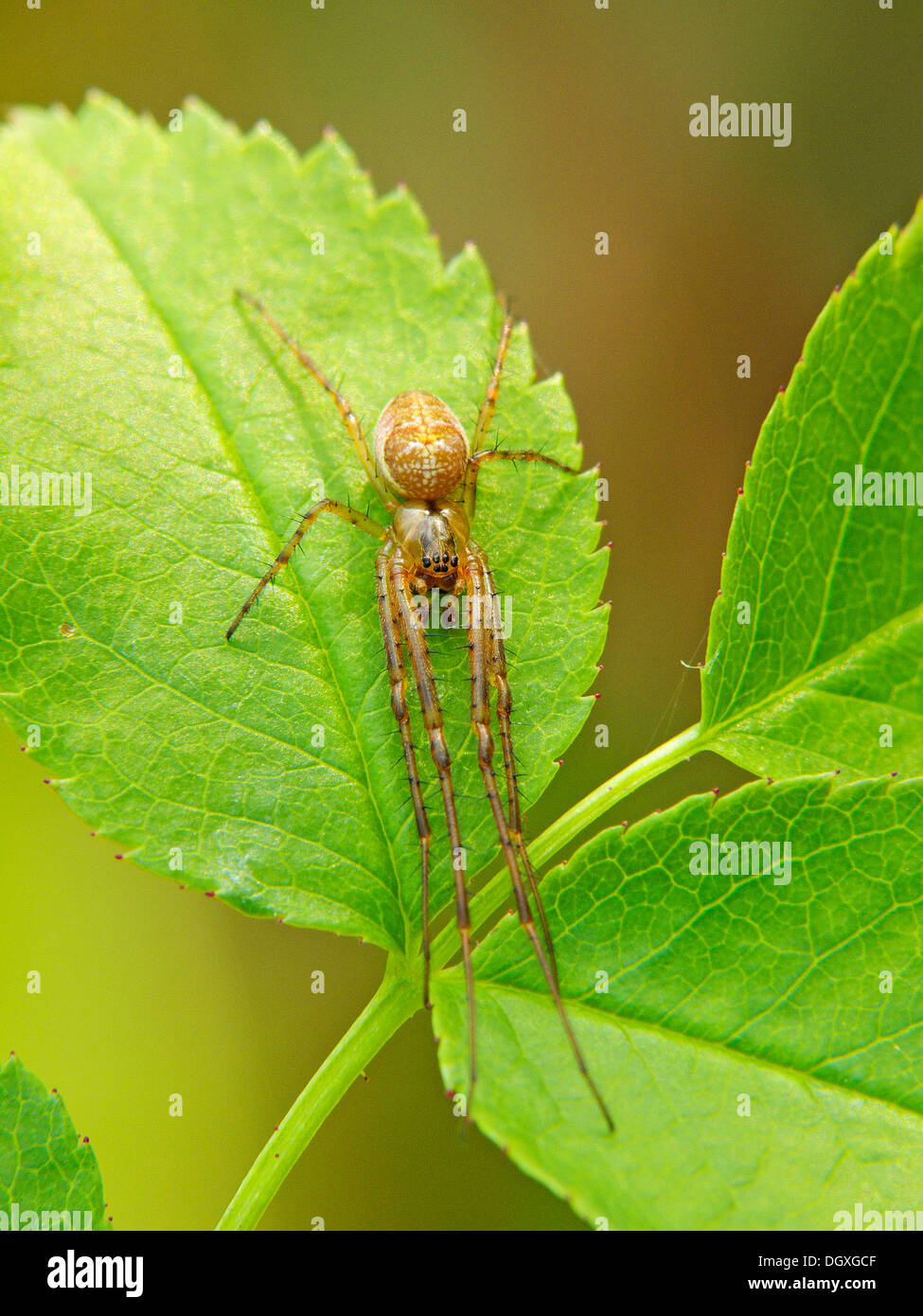 Stretch-Spinne (Tetragnatha Extensa) Stockfoto