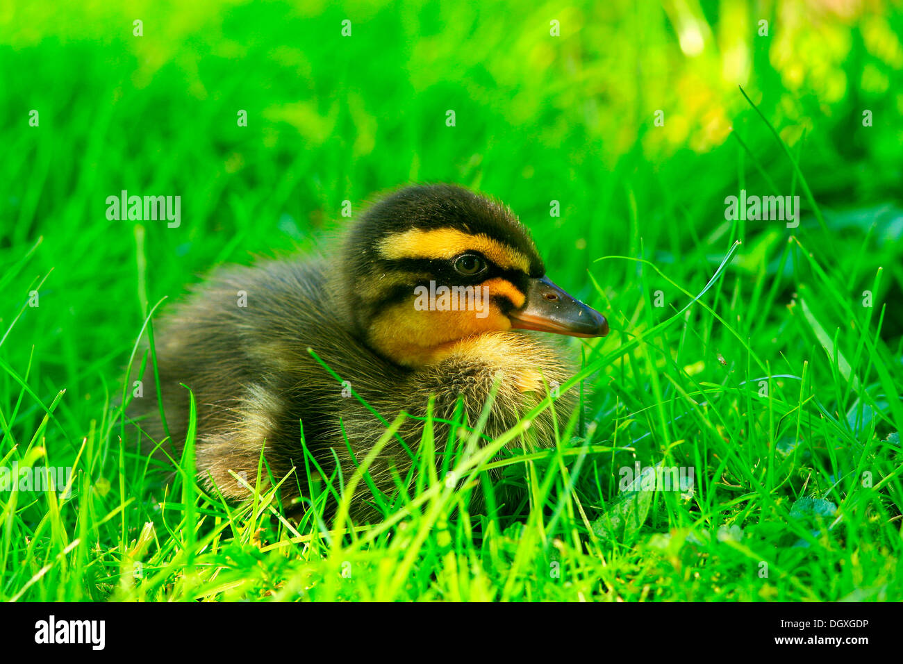 Indische Läufer Ente (Anas Platyrhynchos F. Domestica) Entlein Stockfoto