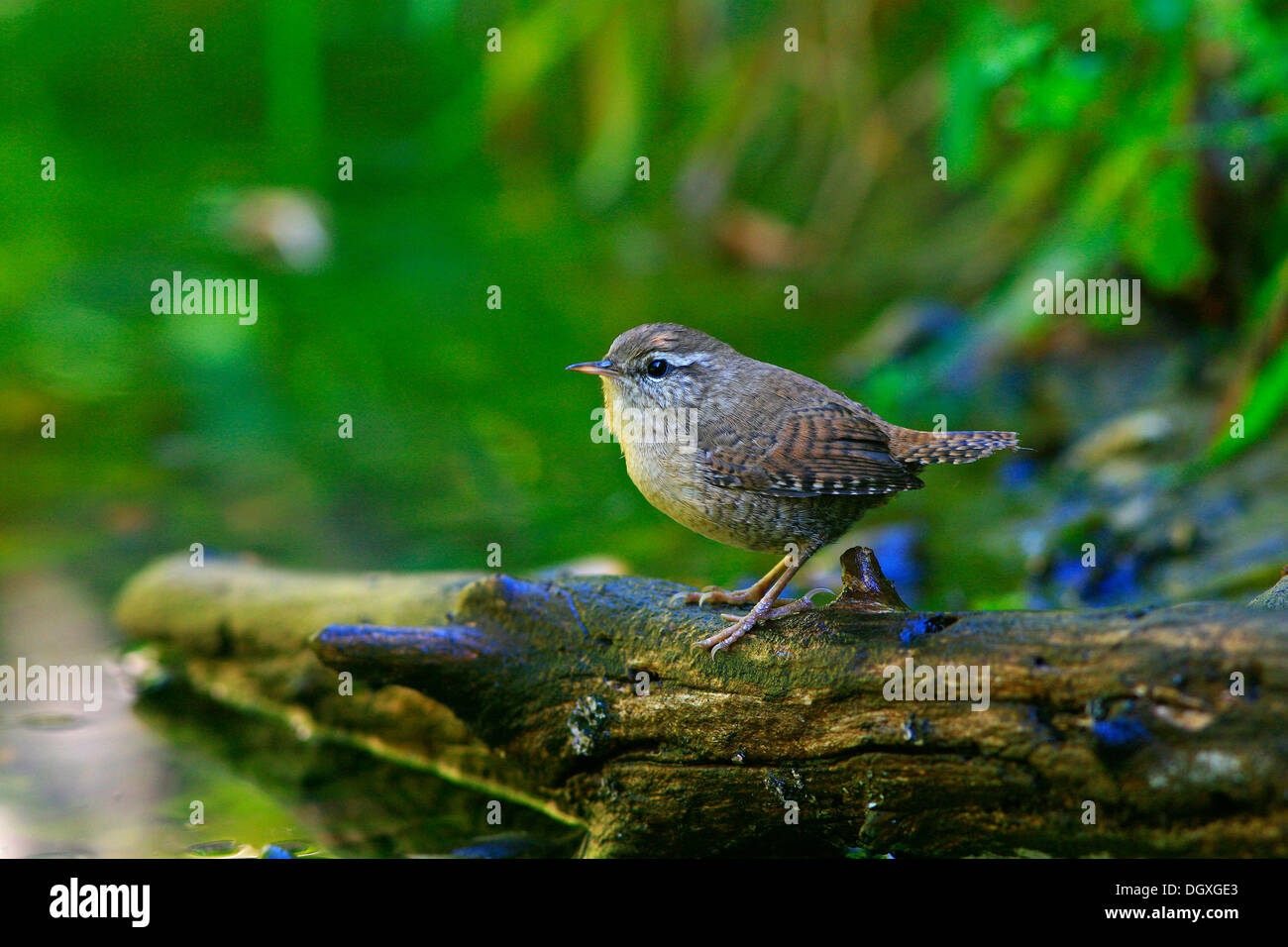 Zaunkönig (Troglodytes Troglodytes) am Rand des Wassers Stockfoto