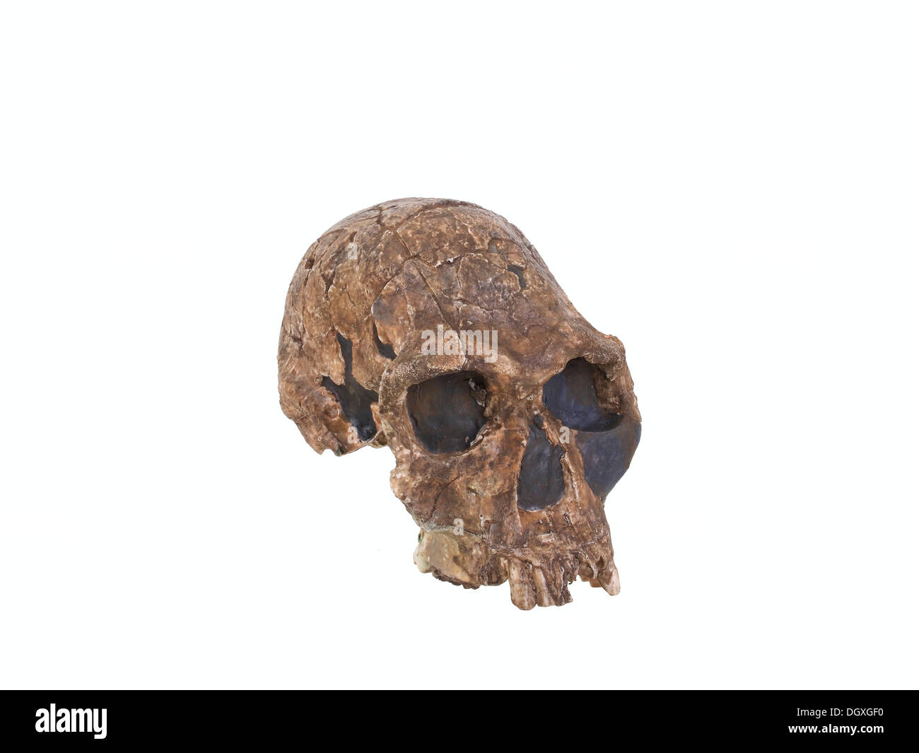 Replik-Schädel von Homo Habilis, Evolution der menschlichen Spezies Stockfoto