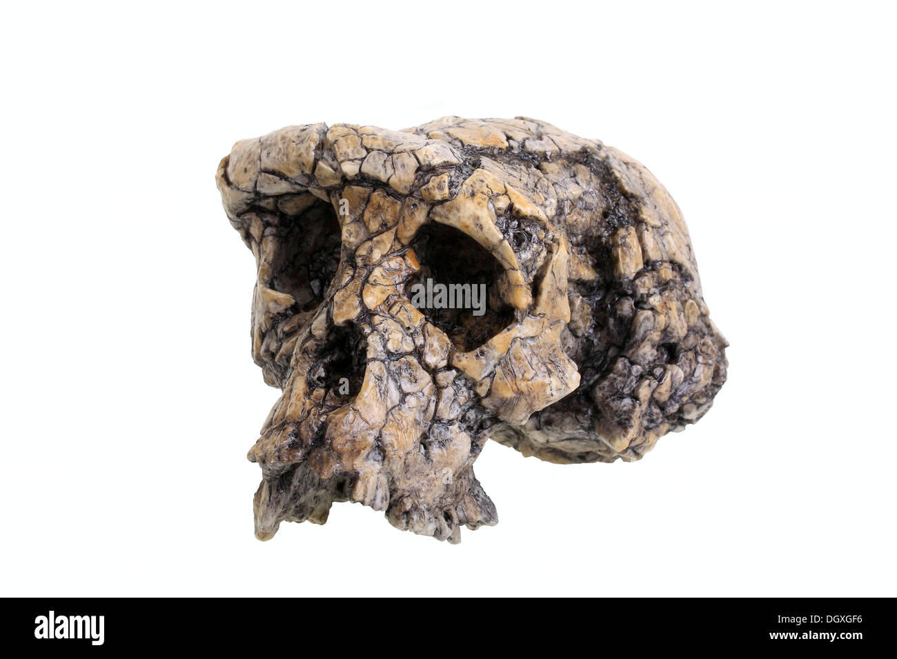 Replik-Schädel von Sahelanthropus Tschadensis, Evolution der menschlichen Spezies Stockfoto