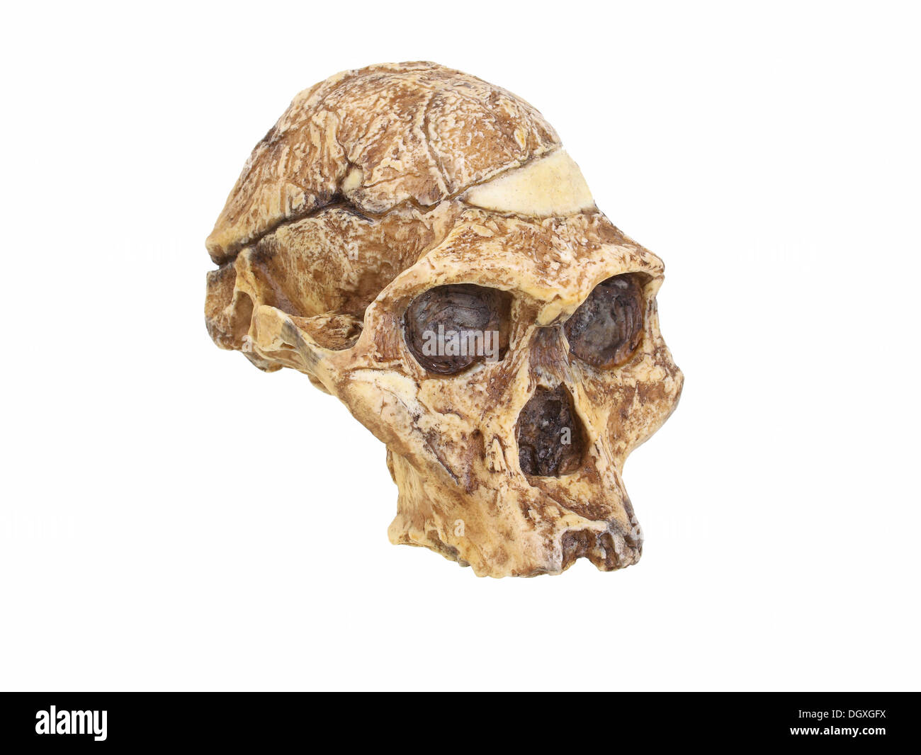 Replikat Schädel eines Australopithecus Africanus, Frau Ples, Evolution der menschlichen Spezies Stockfoto