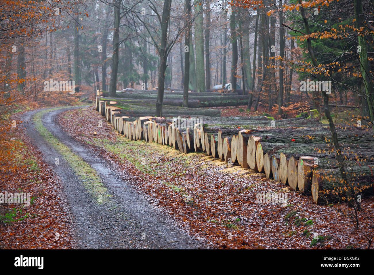 Wertvolle Eichenstämmen, Eiche furniert, liegend auf einem Waldweg bereit zur Versteigerung, Krodorf Wald, Hessen Stockfoto
