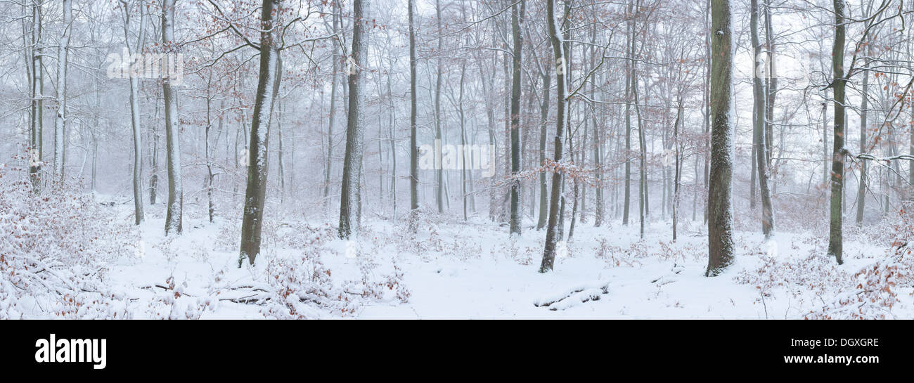 Panoramablick, Buchenwald (Fagus Sylvatica) mit verschneiten Baumstämme, Solms, Westerwald, Lahn-Dill, Hessen, Deutschland Stockfoto