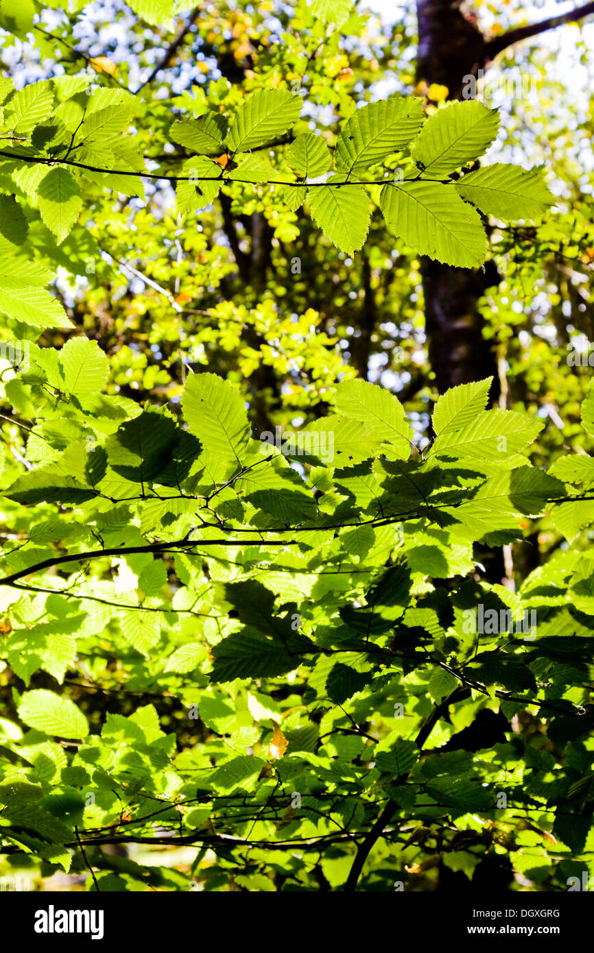 Lebendige grün leuchtet wieder Buche Baumblätter Stockfoto