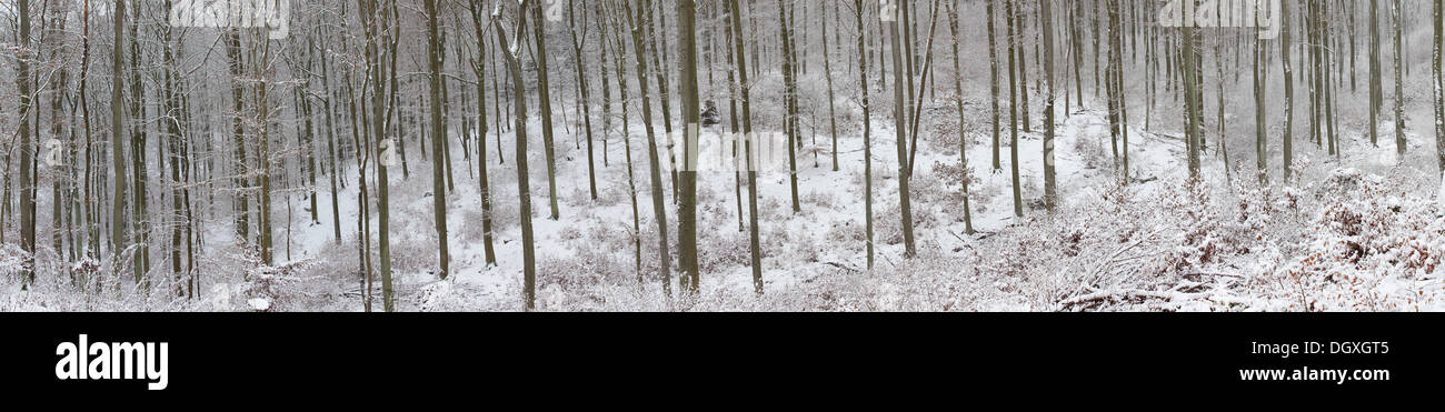 Verschneiten Winterwald, Buchenwald und Eiche Wald, Mittelgebirge oder Deutsche Mittelgebirge, Westerwald, Solms, Lahn-Dill-Kreis Stockfoto