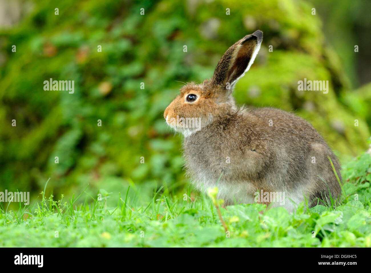 Schneehase (Lepus Timidus Varronis), im Sommer Fell Stockfoto