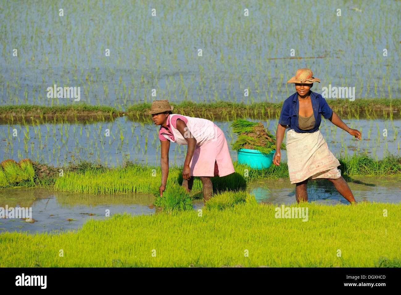 Madagassische Frauen Ernten von Reis in der Nähe von Morondava, Madagaskar, Afrika Stockfoto