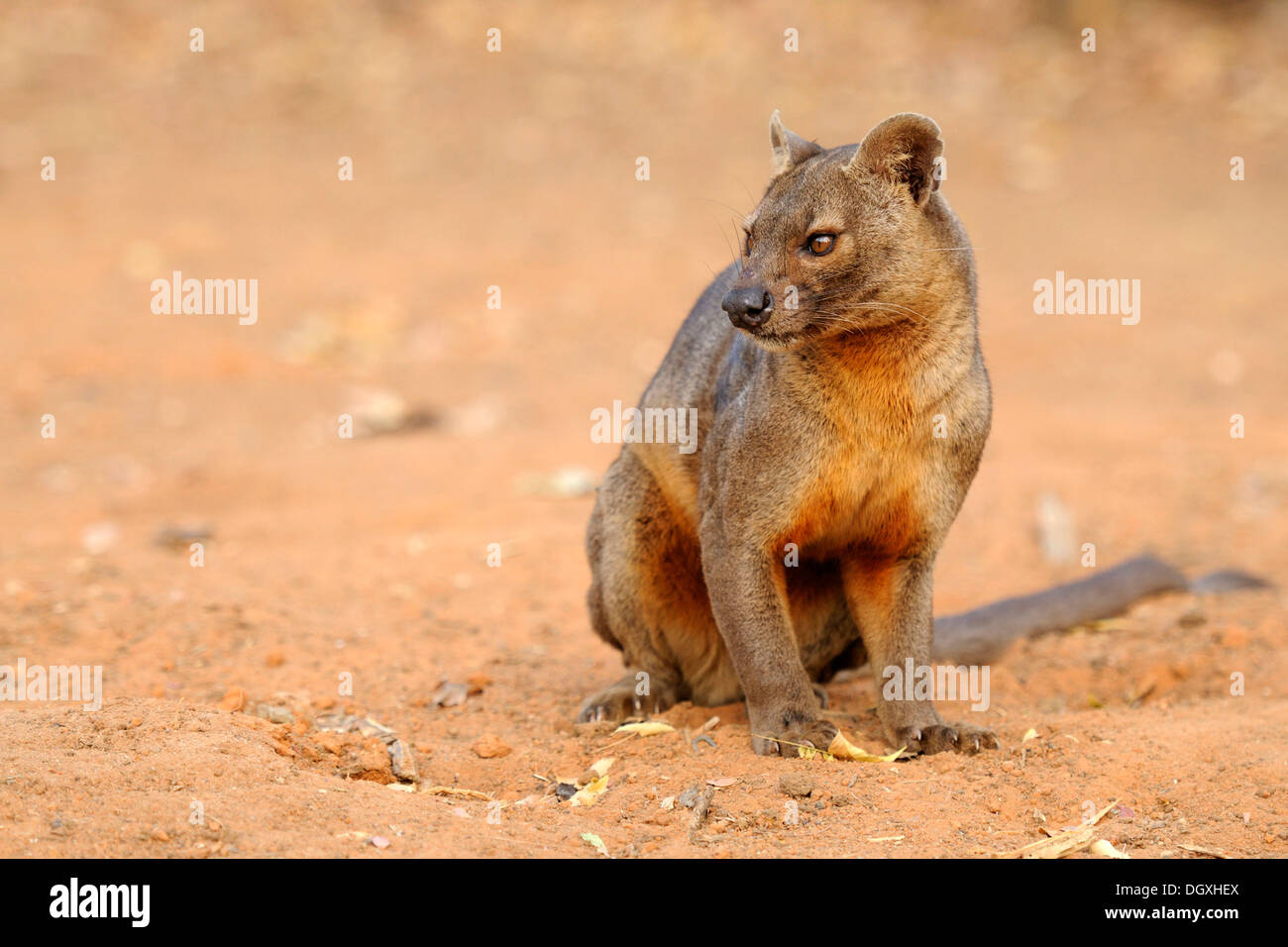 Fossa (Cryptoprocta Ferox), Kirindy, Madagaskar, Afrika Stockfoto