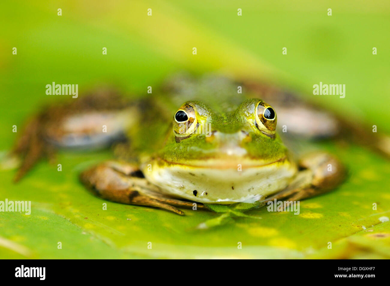 Pool-Frosch (Rana Lessonae), sitzt auf einem Blatt, Selegermoor Moor, Zürich, Schweiz, Europa Stockfoto