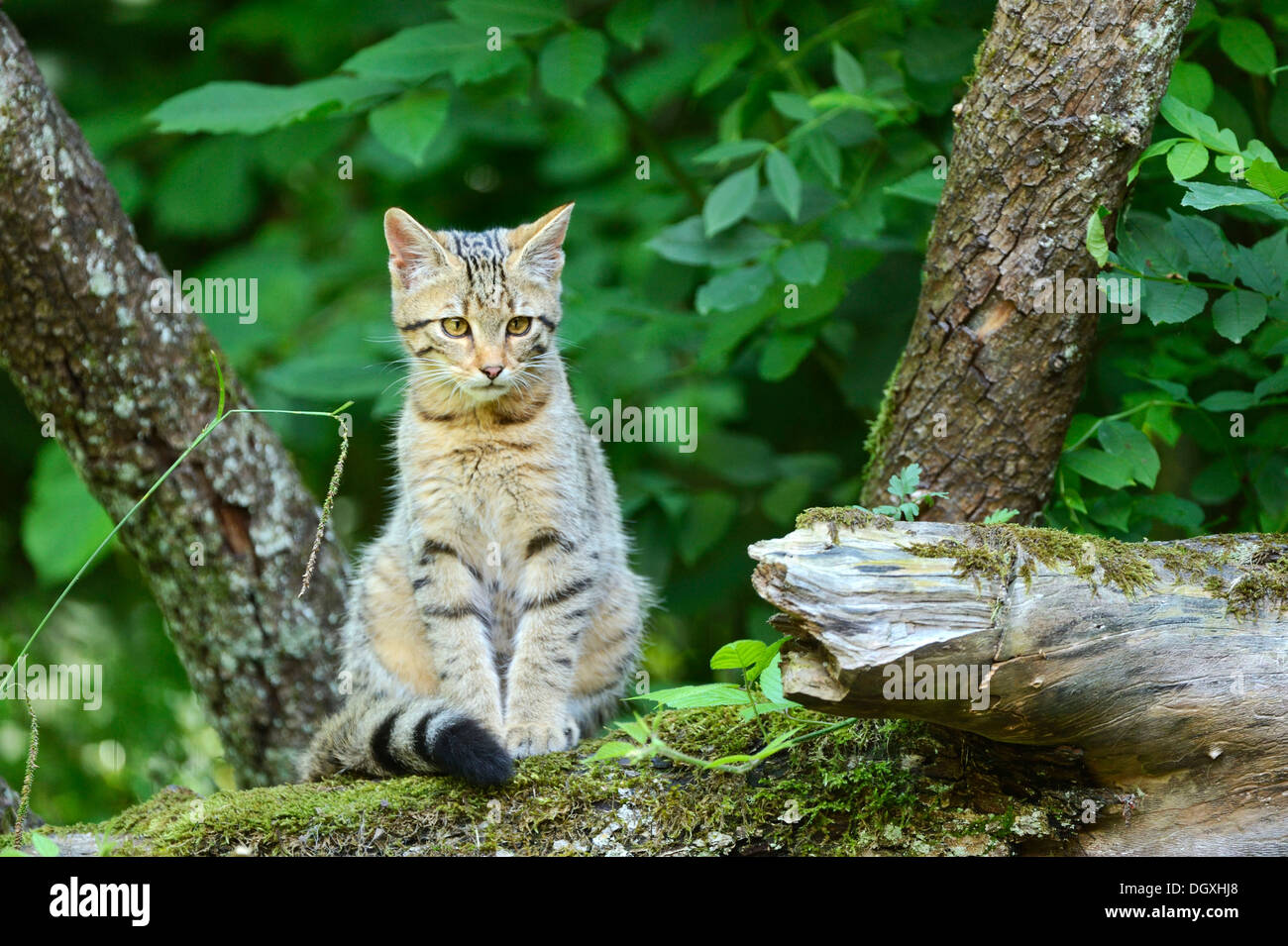 Europäische Wildkatzen Stockfotos und -bilder Kaufen - Alamy