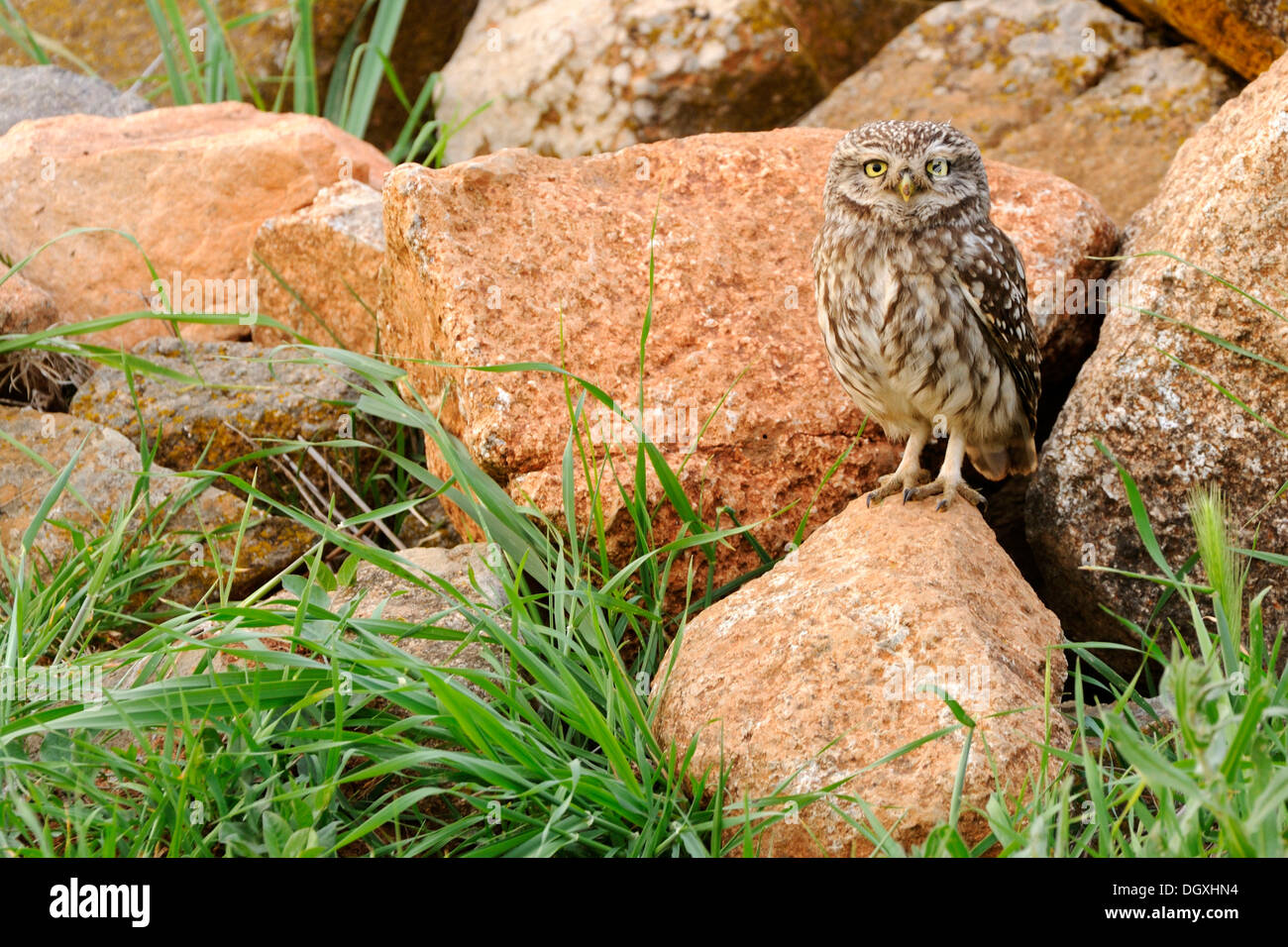Steinkauz (Athene Noctua), auf Felsen gelegen Stockfoto