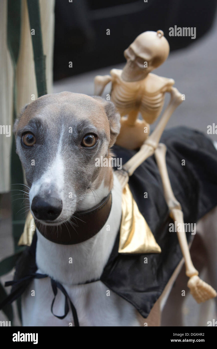 greyhound dressed up