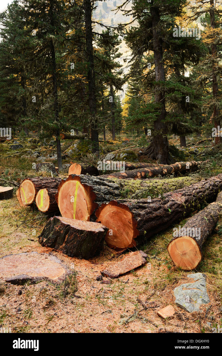 Frisch geschnitten, Lärchen (Larix), Protokolle, Roseg-Tal, Pontresina, Kanton Graubünden, Engadin, Schweiz, Europa Stockfoto