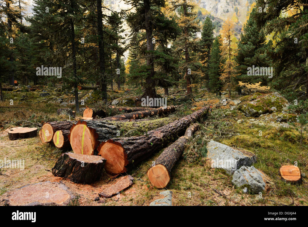 Frisch geschnitten, Lärchen (Larix), Protokolle, Roseg-Tal, Pontresina, Kanton Graubünden, Engadin, Schweiz, Europa Stockfoto