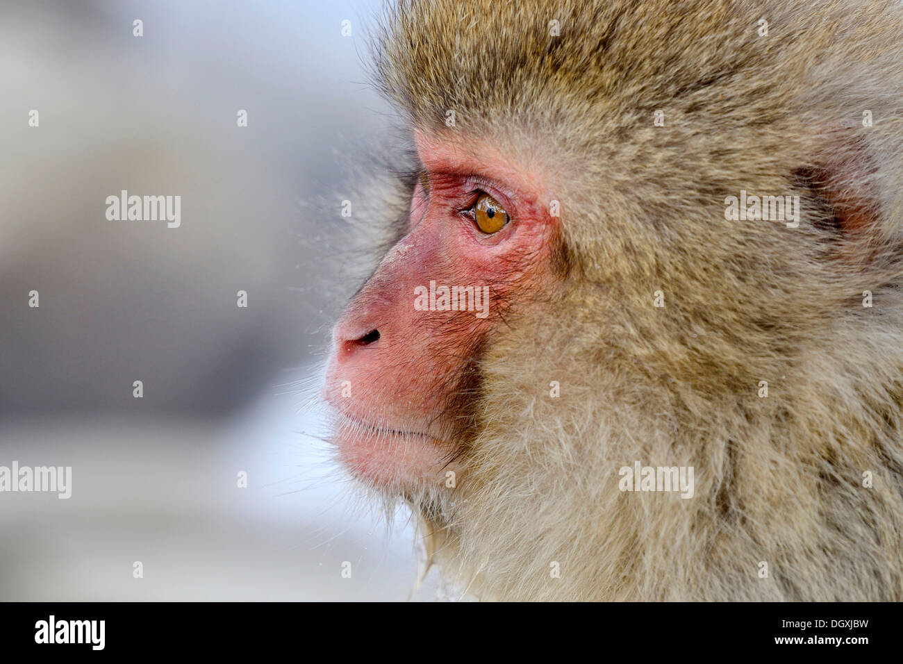 Japanischen Makaken oder Schnee-Affen (Macaca Fuscata), Porträt, Affenpark Jigokudani, Präfektur Nagano, Japan Stockfoto