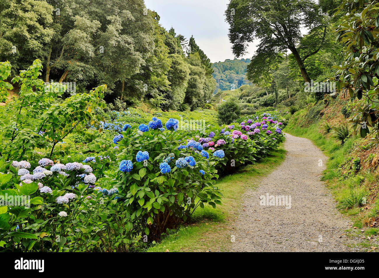 Trebah Garden; Sommer; Cornwall; UK Stockfoto