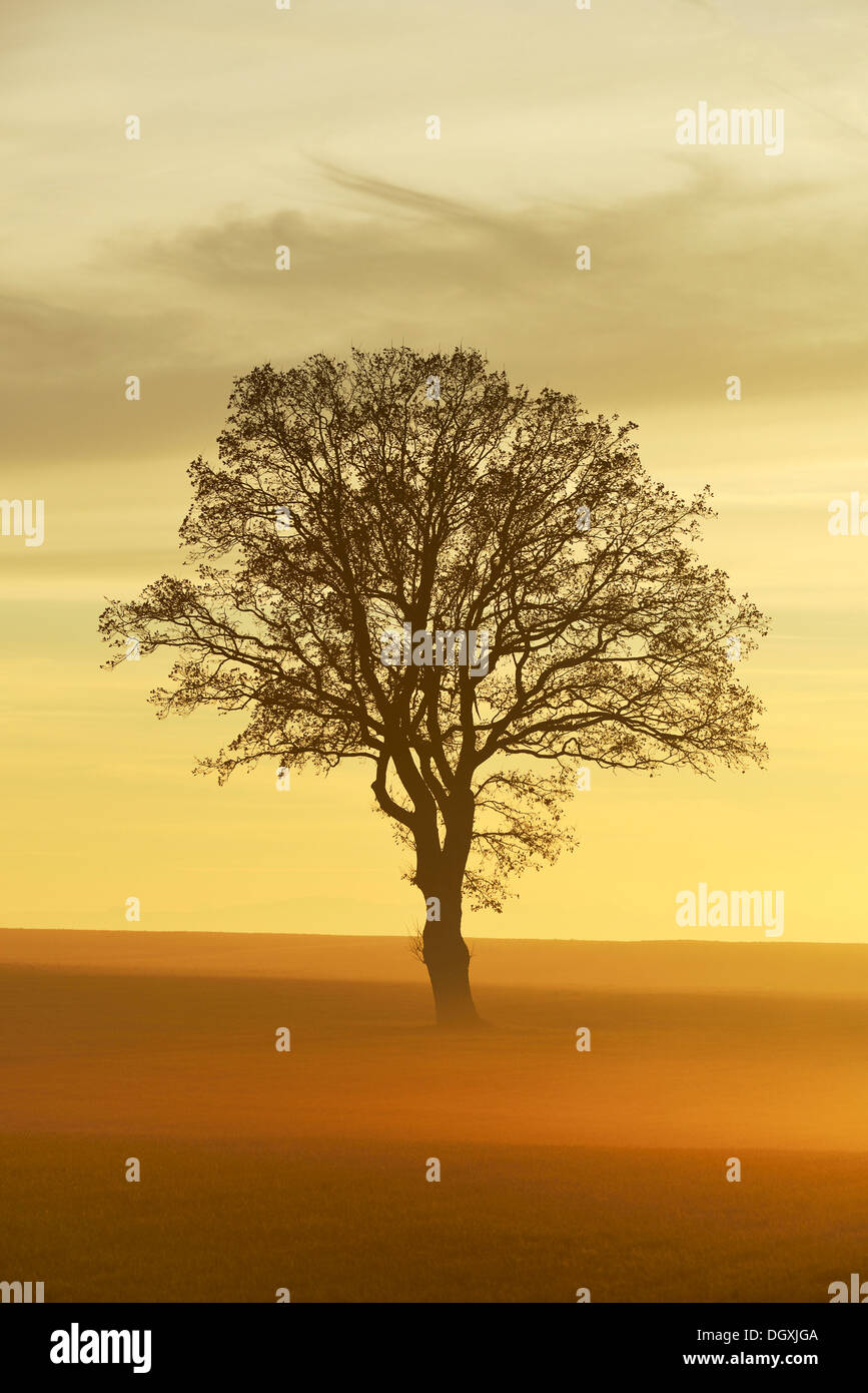 Stieleiche oder Pedunculate Eiche (Quercus Robur, Quercus Petraea) eingehüllt in Nebel im Licht der untergehenden Sonne, Lindenberg Stockfoto