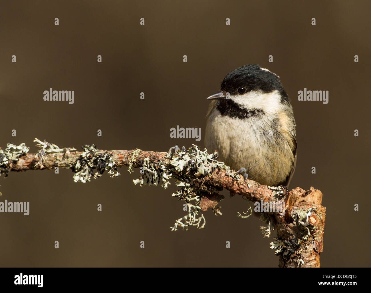 Tannenmeise auf Flechten bedeckt Zweig Stockfoto