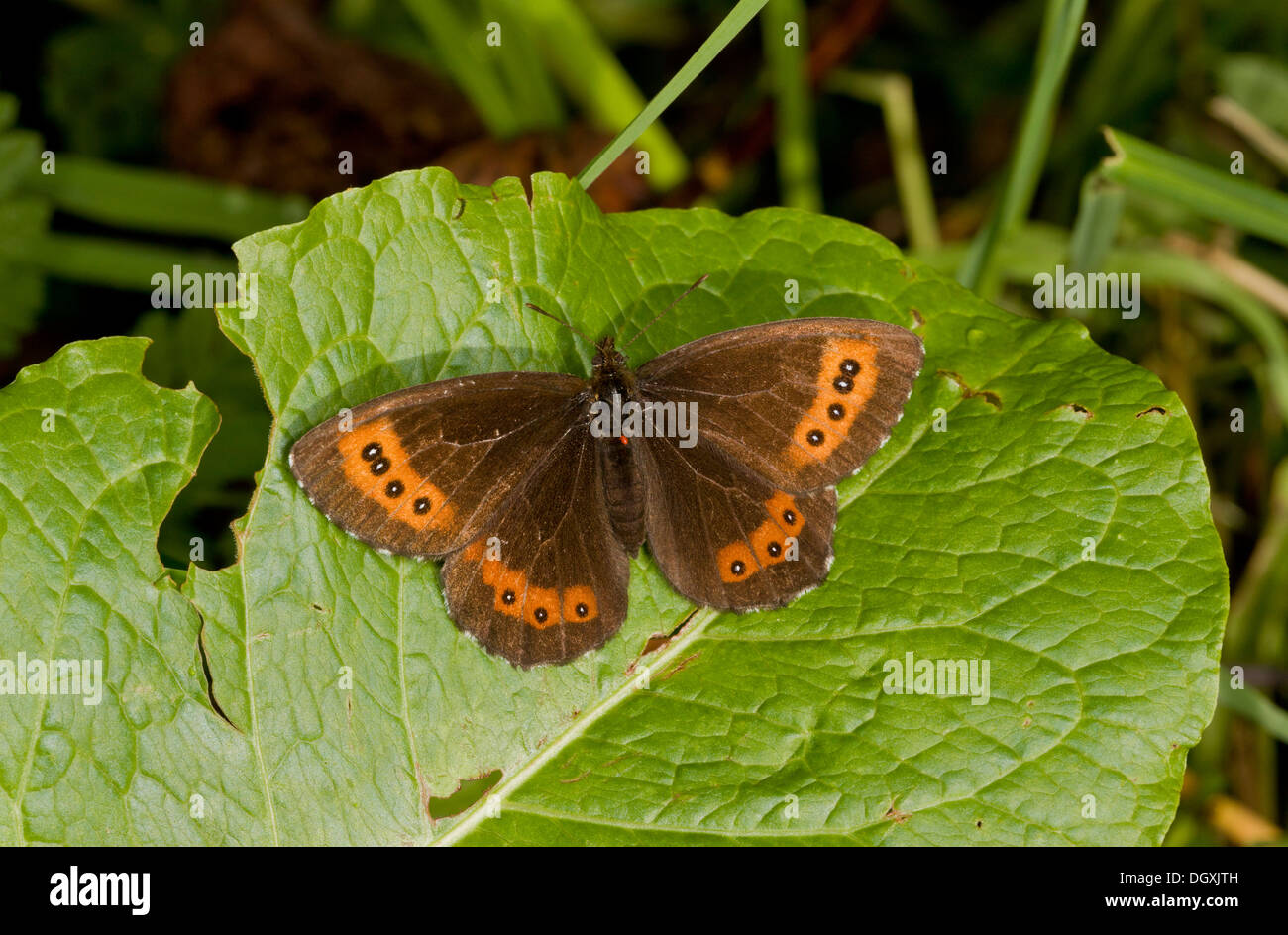 Arran Brown Schmetterling, Erebia Ligea, sonnen sich auf Blatt, Auvergne. Stockfoto