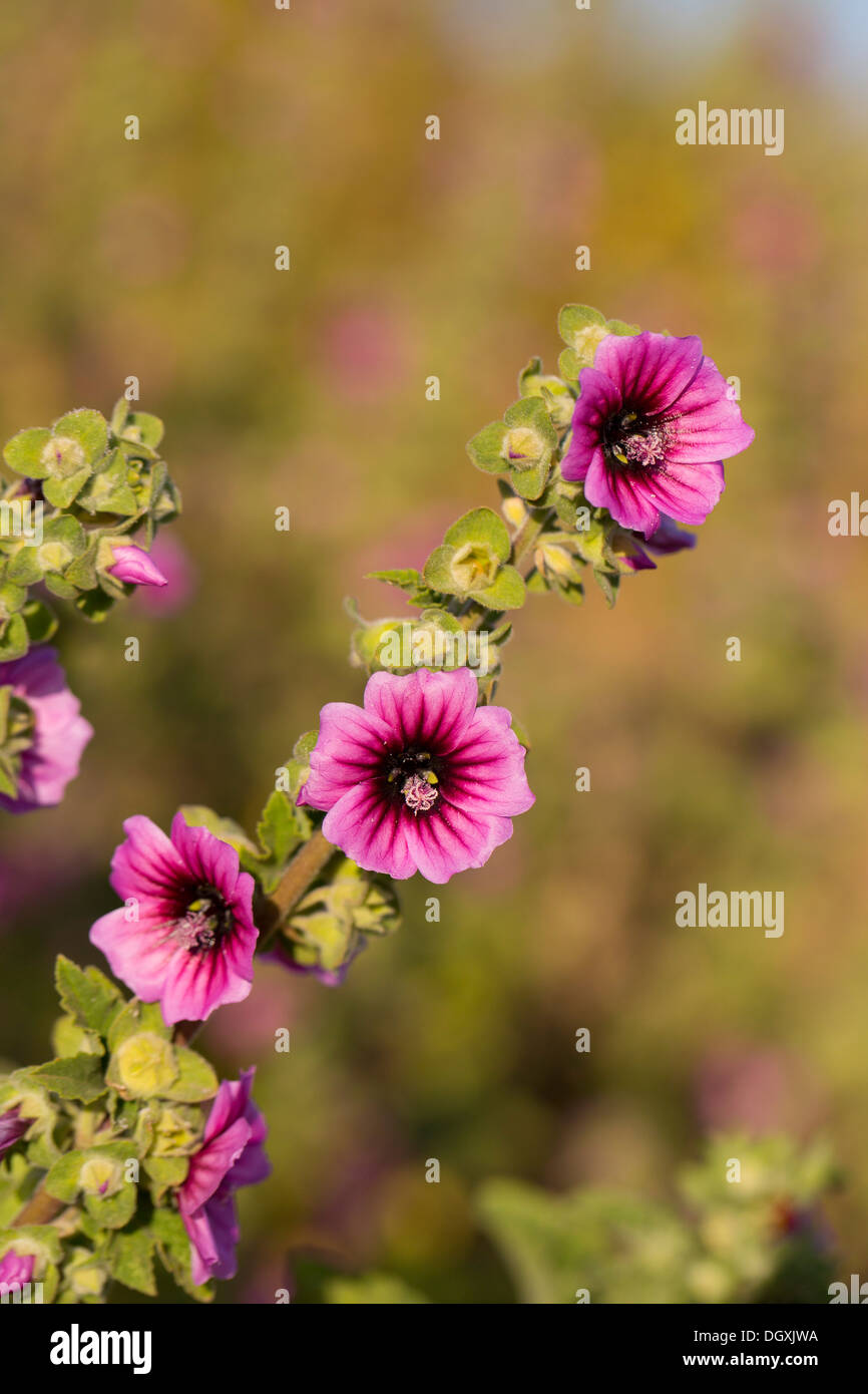 Baum Malve; Lavatera Arborea; Sommer; UK Stockfoto