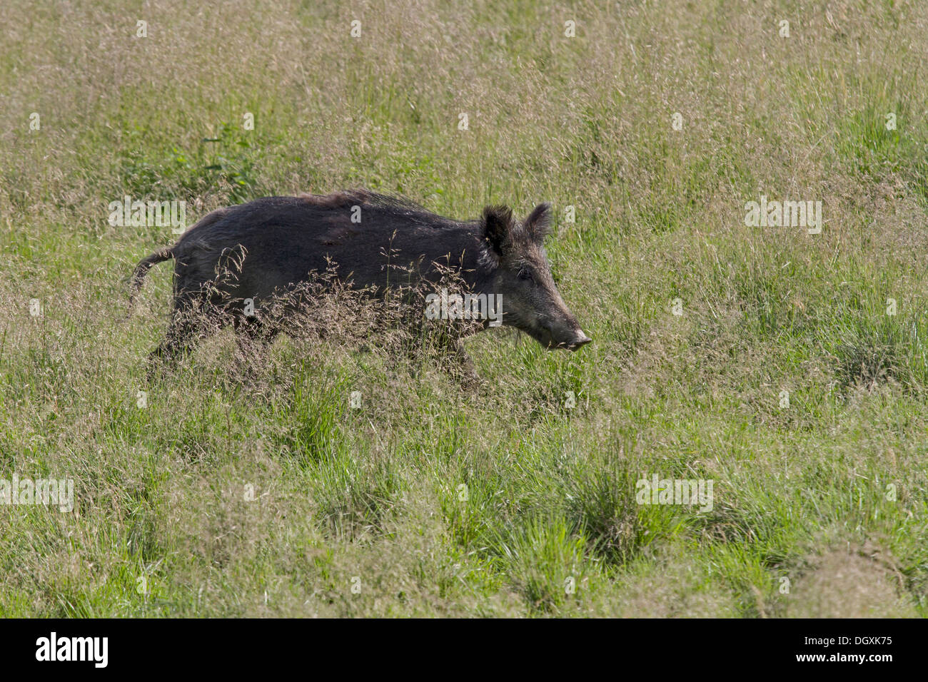 Wildschwein in einer Wiese / Sus Scrofa Stockfoto