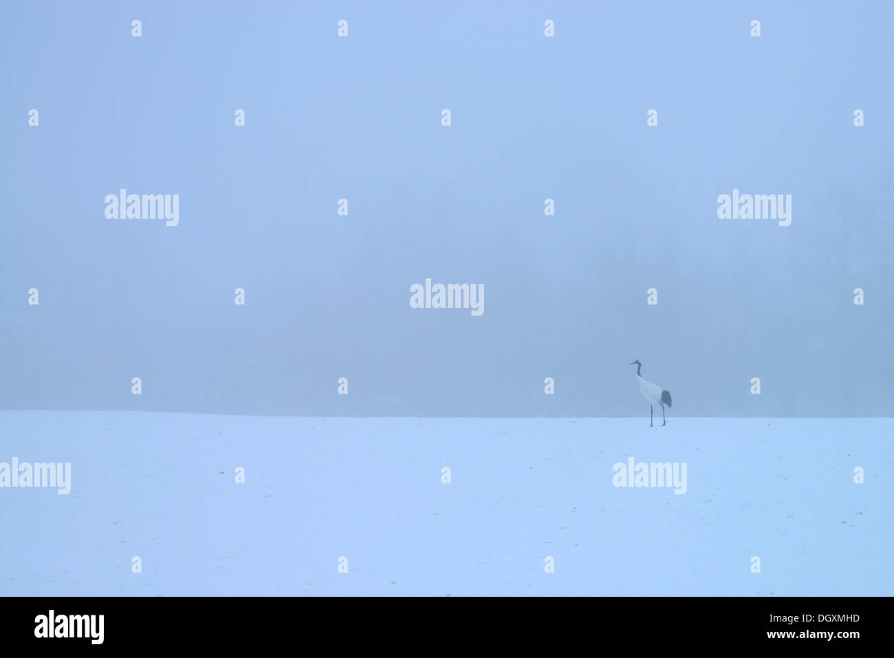 Rot-gekrönter Kran, japanische Kran oder Manchurian Kranich (Grus Japonensis) stehen im Nebel im Schnee Stockfoto