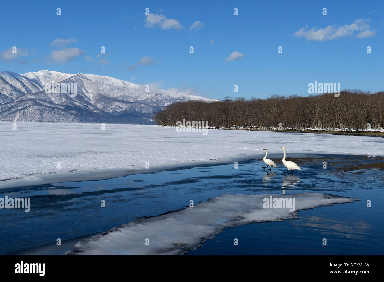 Singschwäne (Cygnus Cygnus), stehen am Rande von einem zugefrorenen See, Kussharo See, Kawayu Onsen, Hokkaido, Japan Stockfoto