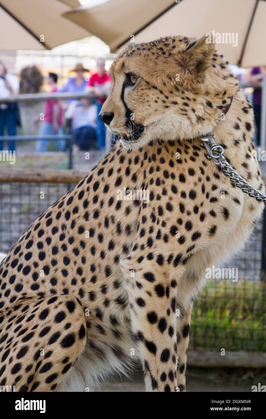 Gepard (Acinonyx Jubatus) Profilbildnis Stockfoto