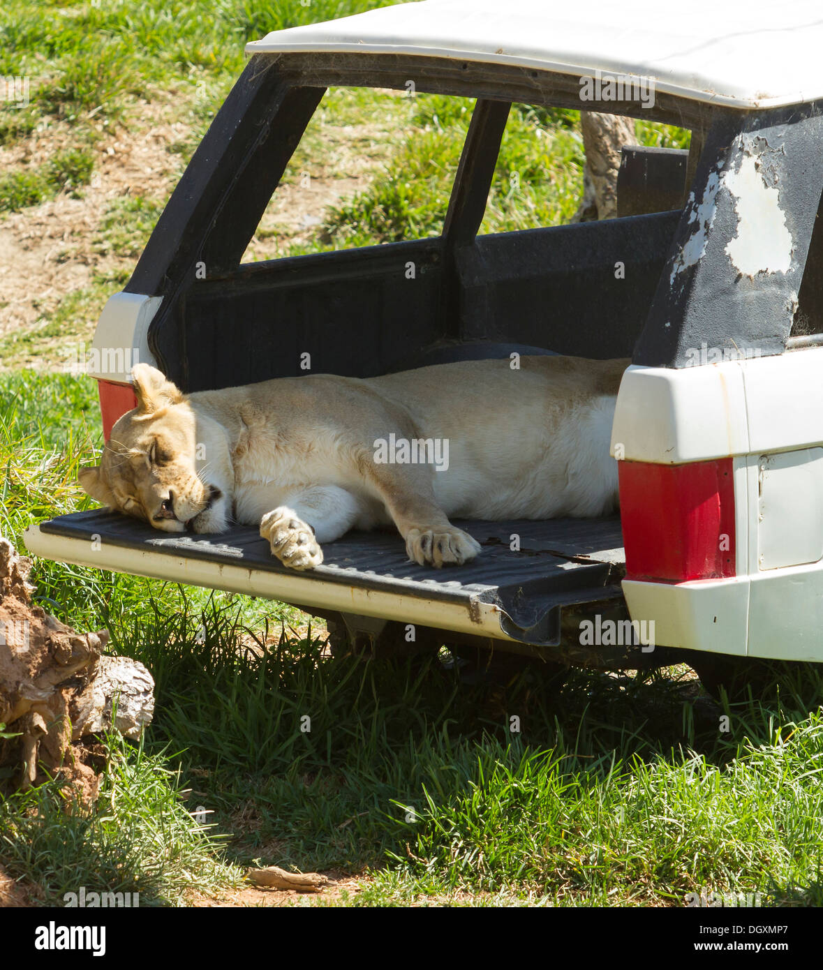 Löwin, schlafen in einem alten Auto Stockfoto