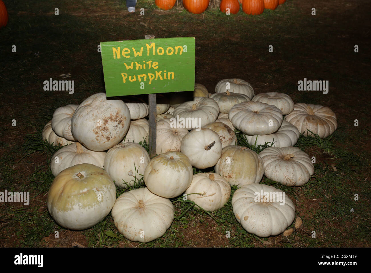 New Moon weißen Kürbis Bauernhof Herbst Herbst Kürbisse Stockfoto