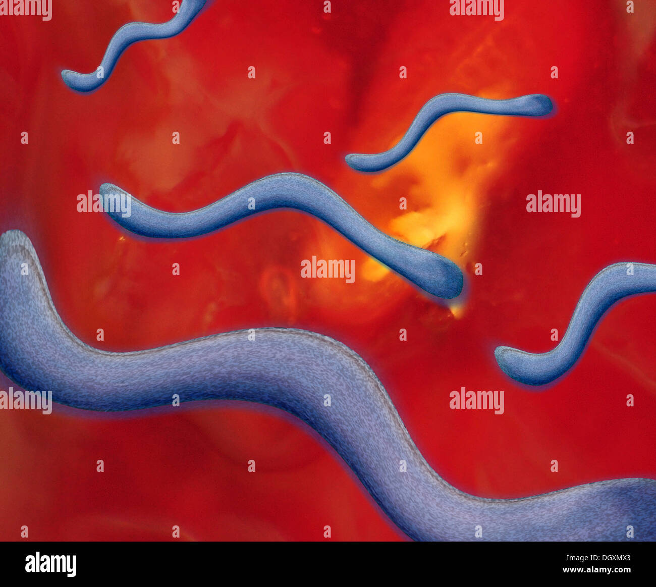 Lyme-Borreliose-Erreger, Borrelia, Abbildung Stockfoto