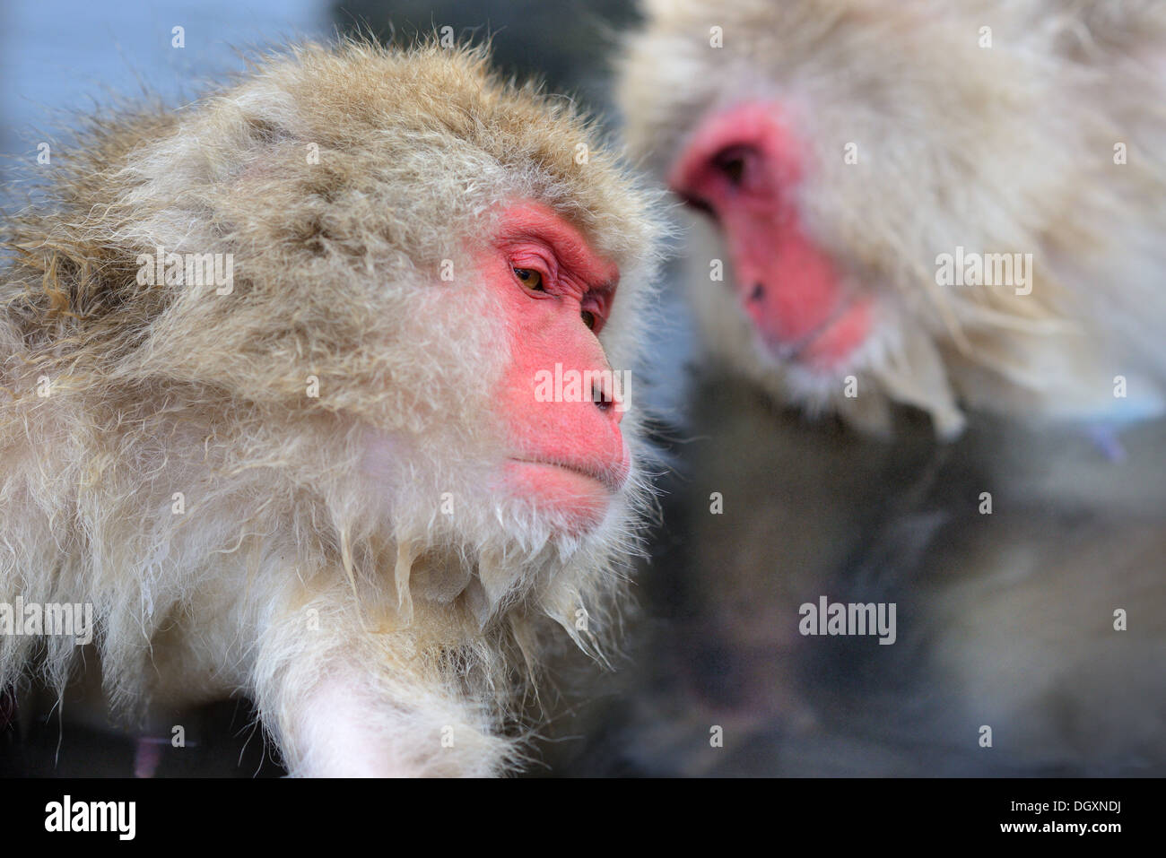 Makaken im Affenpark Jigokudani in Nagano, Japan. Stockfoto