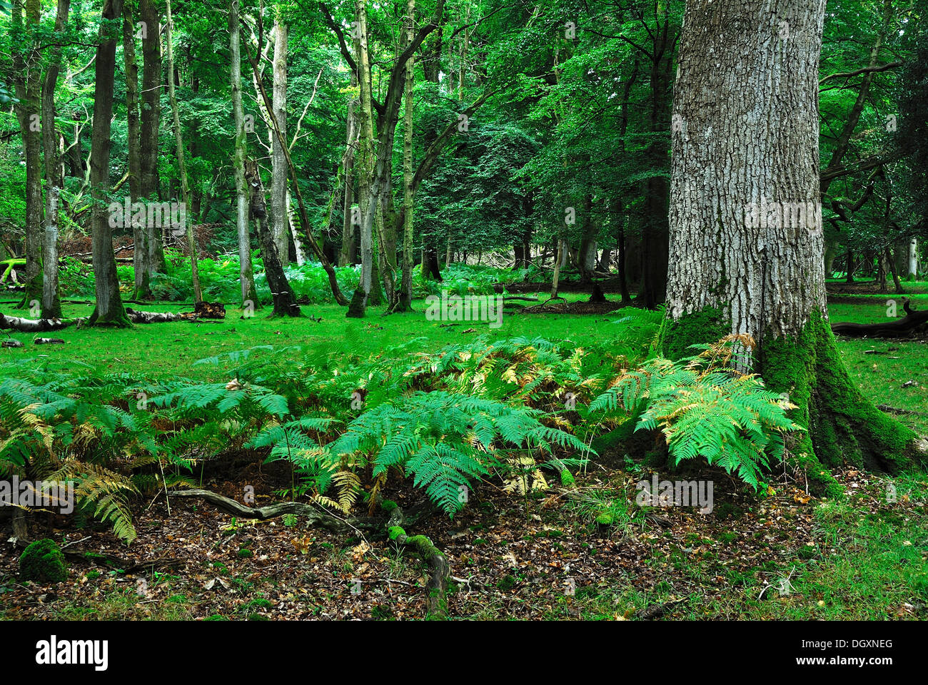 Einen Überblick von Denny Holz in der New Forest-Hampshire UK Stockfoto