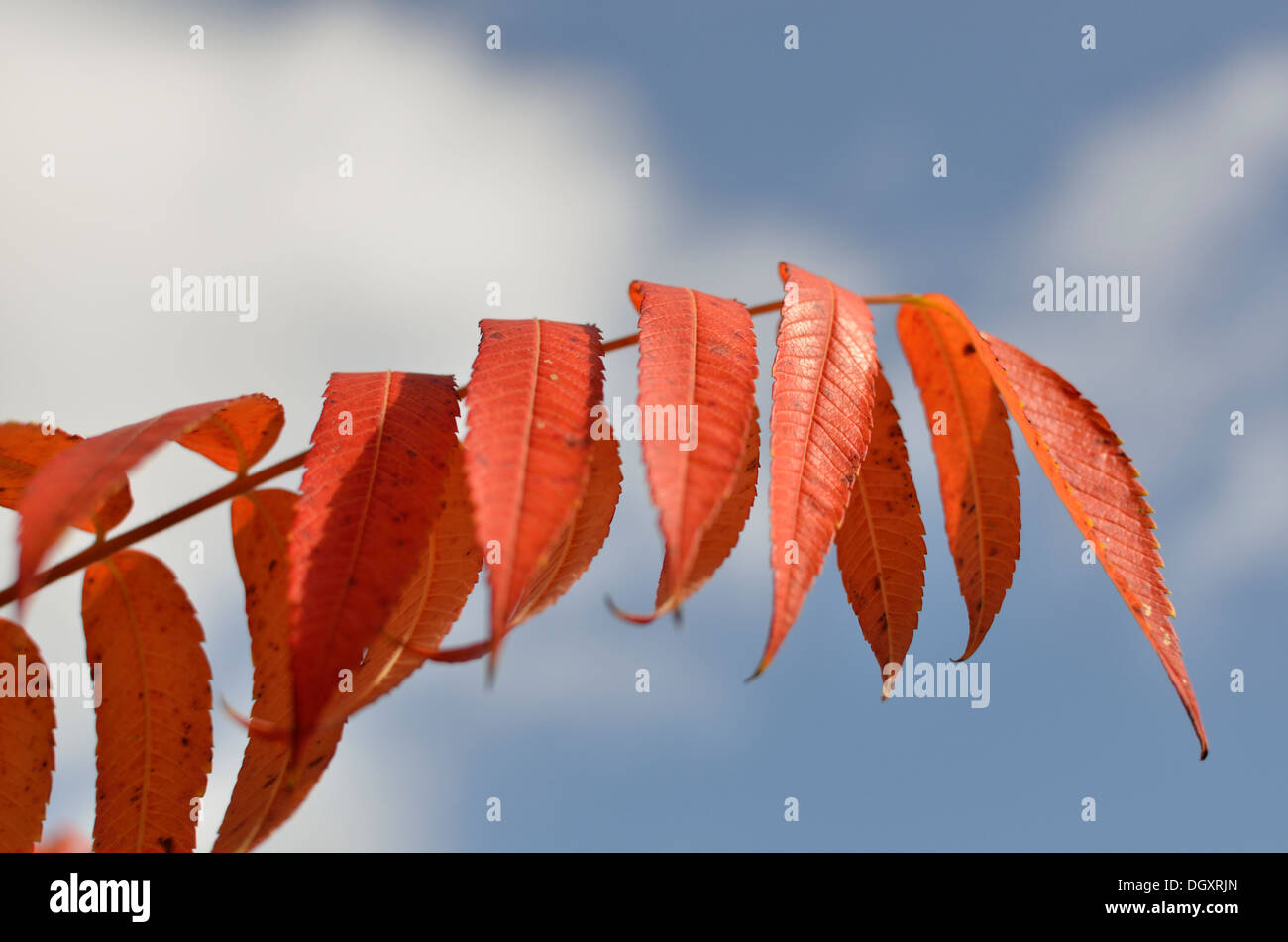 Orange Blätter im Herbst Stockfoto