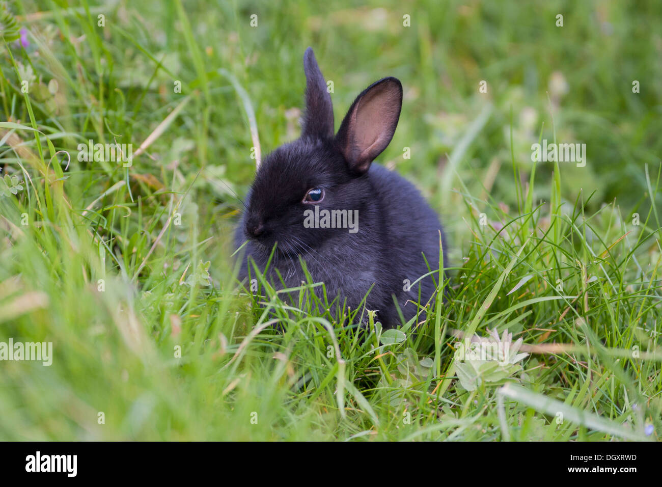 Baby Bunny Wildkaninchen (Oryctolagus Cuniculus). Seltene schwarze Farbe.  Yorkshire Dales, North Yorkshire, England, UK. Stockfoto