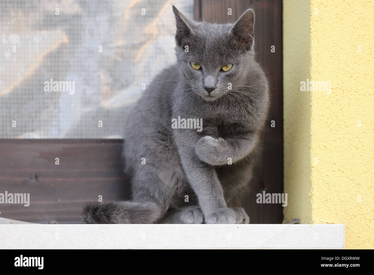 Katze mit bedrohlichen Haltung Stockfoto