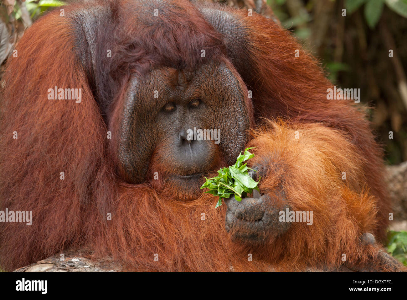 Dominanter männlicher Orang-Utan (Pongo pygmaeus), der Pflanzenblätter im Regenwald auf Borneo hält und beobachtet. Nahaufnahme im Hochformat Stockfoto