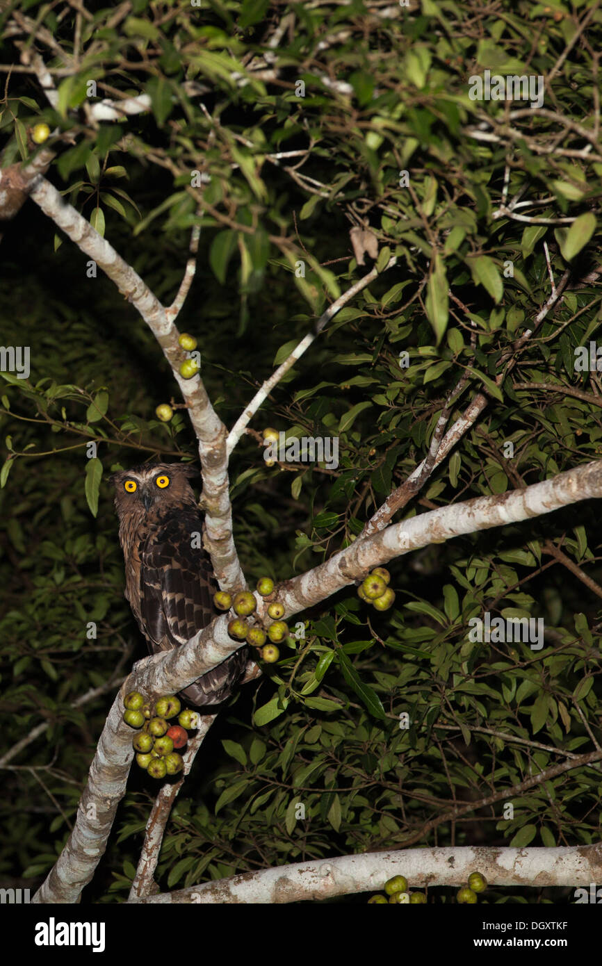 Buffy Fish Owl (Ketupa Ketupu), das nachts am Kinabatangan River, auch bekannt als Malay Fish Owl, auf einem Baumstamm des Regenwaldes liegt Stockfoto