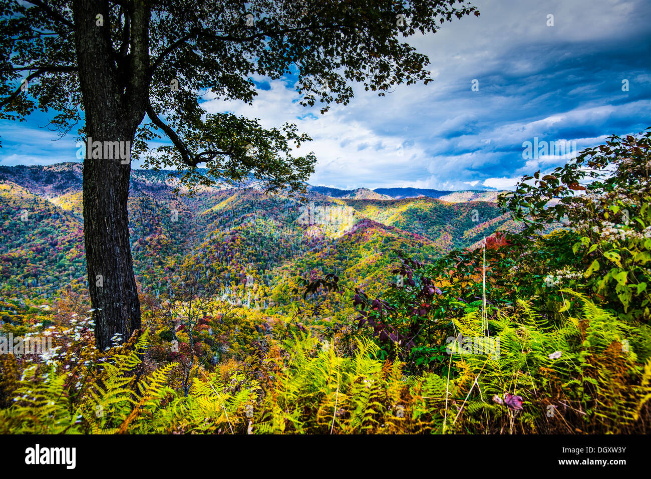 Herbst in den Smoky Mountains Nationalpark. Stockfoto