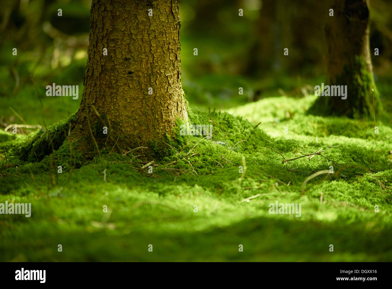 Moosigen Waldboden mit Stamm eine Fichte (Picea Abies), Starnberg, Gauting, Upper Bavaria, Bavaria, Germany Stockfoto