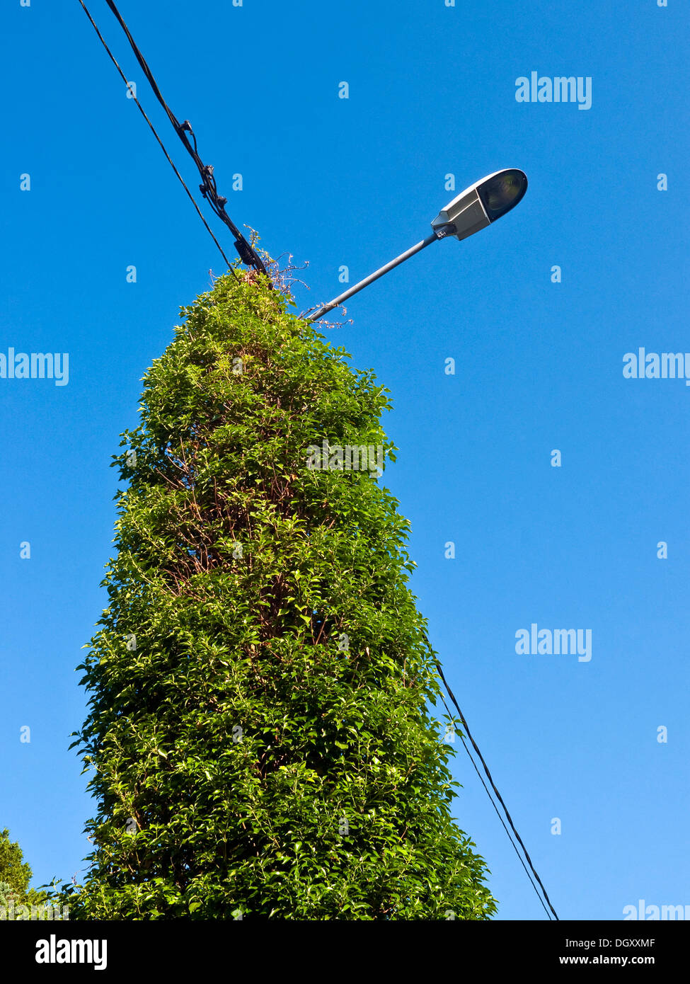 Straße Laternenpfahl bedeckt Klettern Rebe - Frankreich. Stockfoto